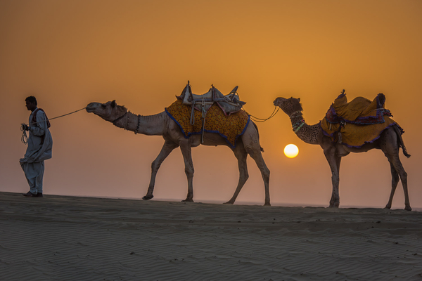 Richard McGuire - Camels on the Dunes, Jaisalmer, India