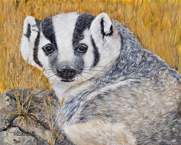 Claudia Punter - Badger